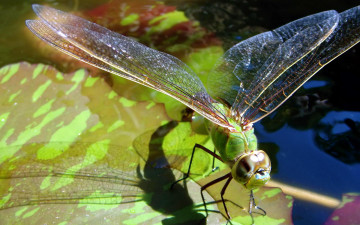 Картинка животные стрекозы тень озеро насекомое листья стрекоза