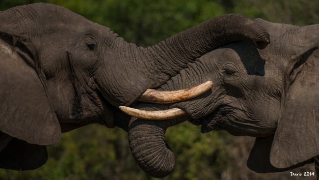 Обои картинки фото животные, слоны, пара, бивни, хобот, уши, серый