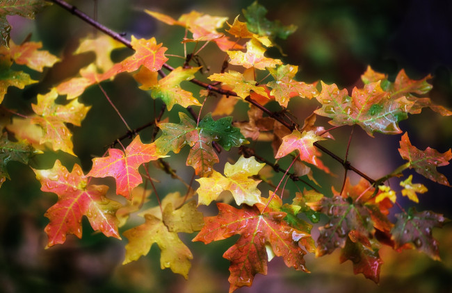 Обои картинки фото природа, листья, ветка, осень, цвета, макро, капли