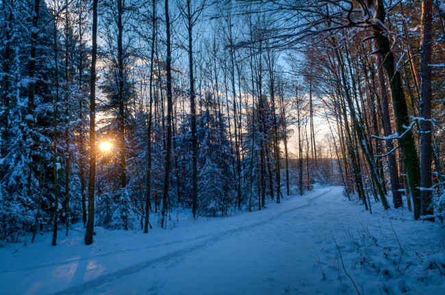 Обои картинки фото природа, зима, тропинка, снег, лес