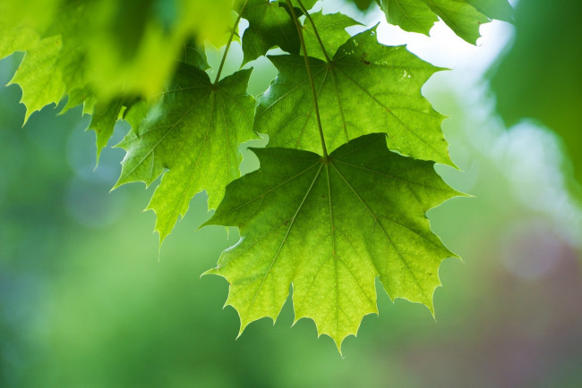 Обои картинки фото природа, листья, зеленый, лето, макро