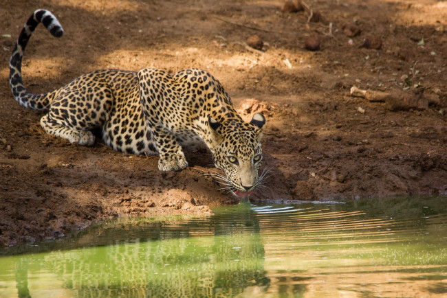 Обои картинки фото животные, леопарды, кошка, вода, водопой, язык, пятна, берег, морда