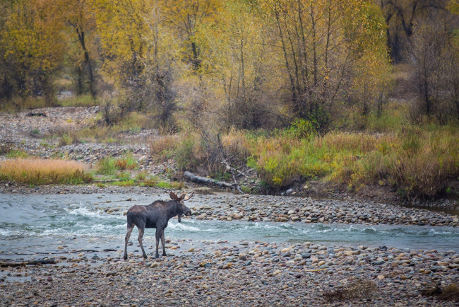 Обои картинки фото животные, лоси, река, берег, лес, осень