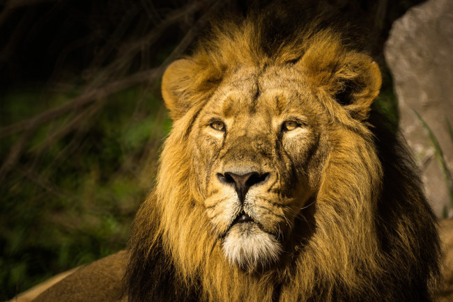 Обои картинки фото животные, львы, царь, морда, грива, портрет