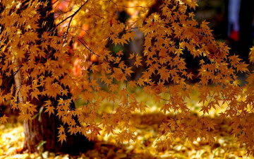 Картинка природа листья ветки осень дерево клен