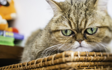 Картинка животные коты взгляд сердитый морда кот экзот экзотическая короткошёрстная кошка