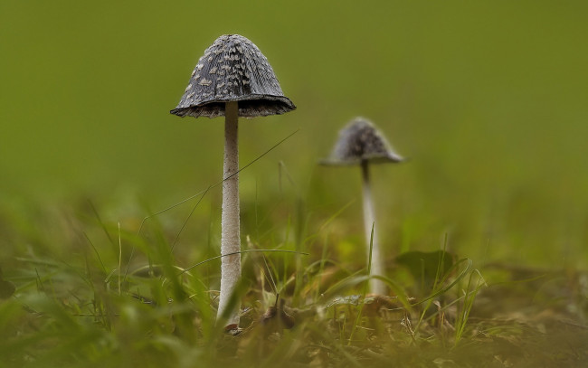 Обои картинки фото природа, грибы, фон