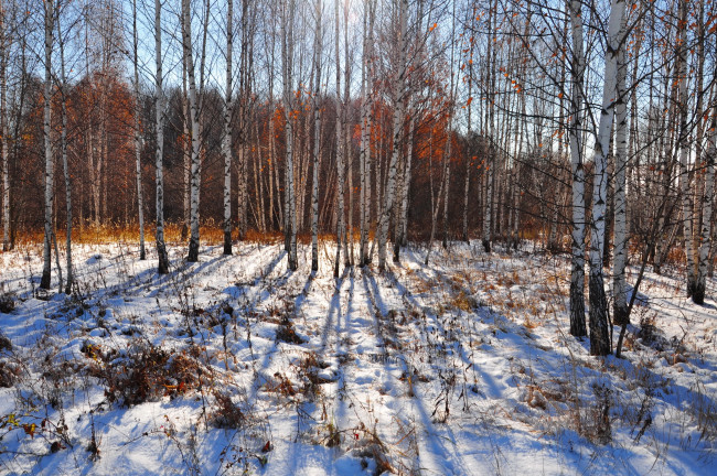 Обои картинки фото природа, лес, снег, берёзы