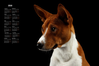 Картинка календари животные морда черный фон собака