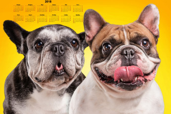 Картинка календари животные морда двое взгляд собака