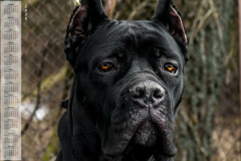 Картинка календари животные морда взгляд собака черный цвет