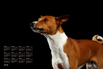 Картинка календари животные собака профиль черный фон