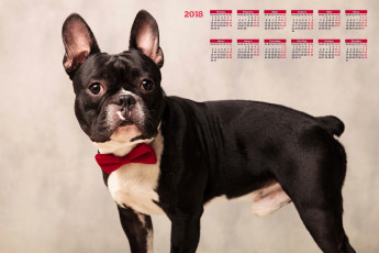 обоя календари, животные, взгляд, собака