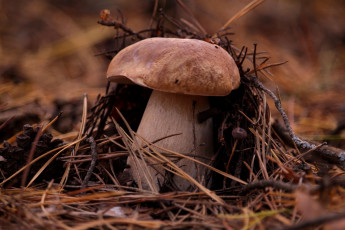 Картинка природа грибы гриб лес листья