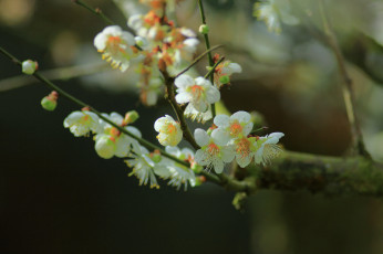 Картинка цветы цветущие+деревья+ +кустарники дерево цветущее веточки весна