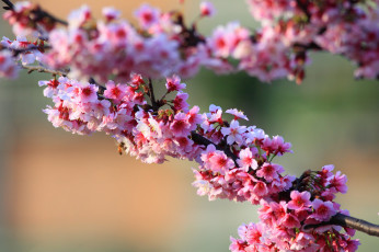 Картинка цветы цветущие+деревья+ +кустарники веточки дерево весна цветущее