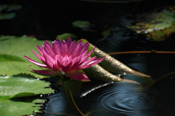 Картинка цветы лилии+водяные +нимфеи +кувшинки кувшинка вода листья цветение
