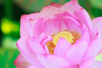 Картинка цветы лотосы листики цветение цветок лотос