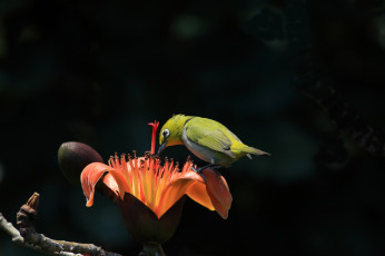 Картинка животные белоглазки былый глаз хлопковое дерево тропики цветы ветка белоглазка hon cheong птичка