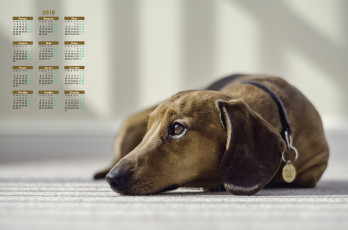 Картинка календари животные собака отдых