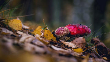 обоя природа, грибы,  мухомор, гриб, мухомор, осень, листья