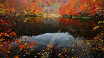 Картинка природа реки озера деревья отражение пруд листопад осень
