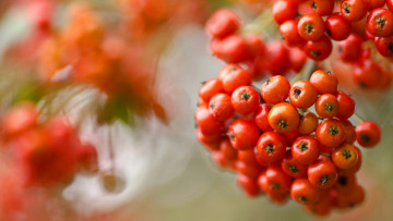 Картинка природа Ягоды +рябина рябина боке ягоды