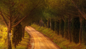 Картинка природа дороги проселочная деревья лес дорога