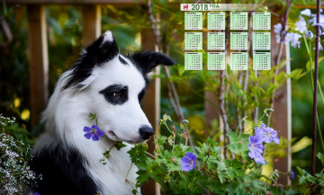 обоя календари, животные, собака, растение, взгляд, морда