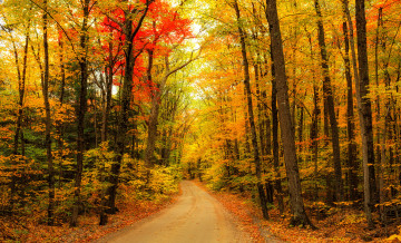 Картинка природа дороги деревья пейзаж дорога осень лес