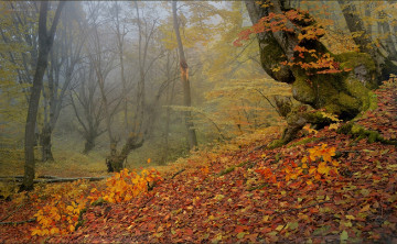 Картинка природа лес шипунова ирина кабардино-балкария осень золотая деревья