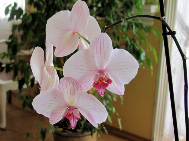 Обои картинки фото цветы, орхидеи, нежность