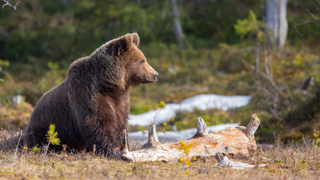 Обои картинки фото животные, медведи, лес, брёвна, peter, grischott, природа, хищник, животное, медведь