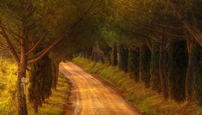 Обои картинки фото природа, дороги, проселочная, деревья, лес, дорога