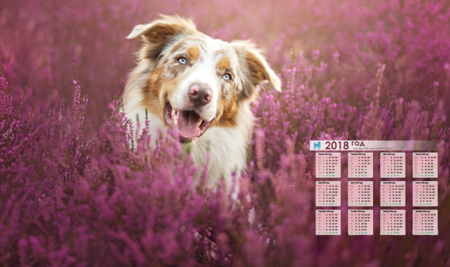 Обои картинки фото календари, животные, растение, морда, взгляд, собака
