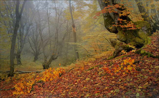Обои картинки фото природа, лес, шипунова, ирина, кабардино-балкария, осень, золотая, деревья