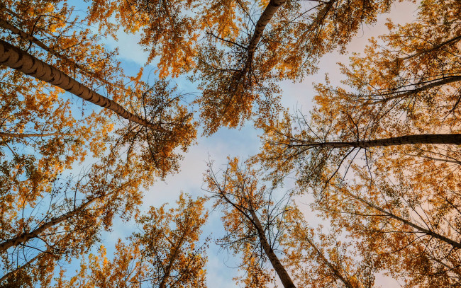 Обои картинки фото природа, деревья, осень, небо, кроны