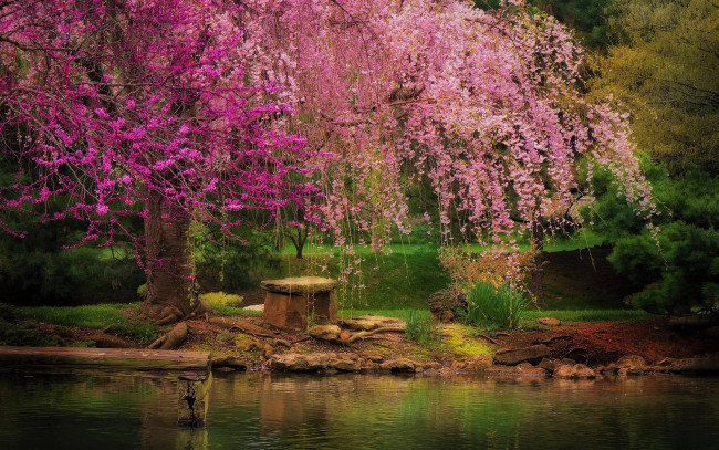Обои картинки фото природа, парк, весна, дерево, пруд, скамейка