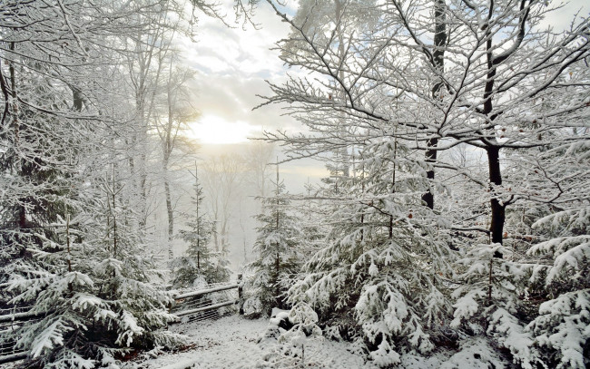 Обои картинки фото природа, зима, забор, елки, снег