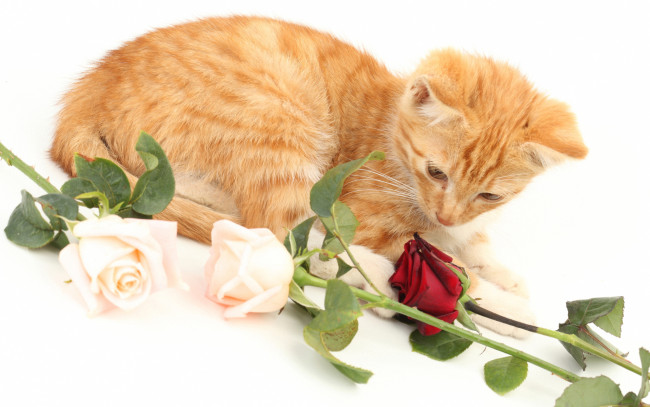 Обои картинки фото животные, коты, рыжий, котенок, с, розами