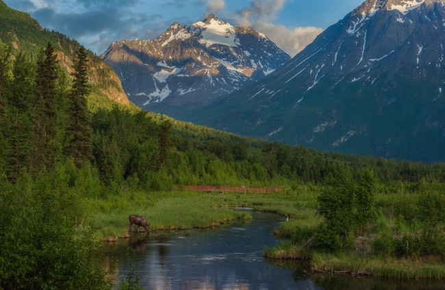 Обои картинки фото природа, горы, лес, река, eagle, river, chugach, mountains, Чугачские, alaska, игл-ривер, лось, аляска