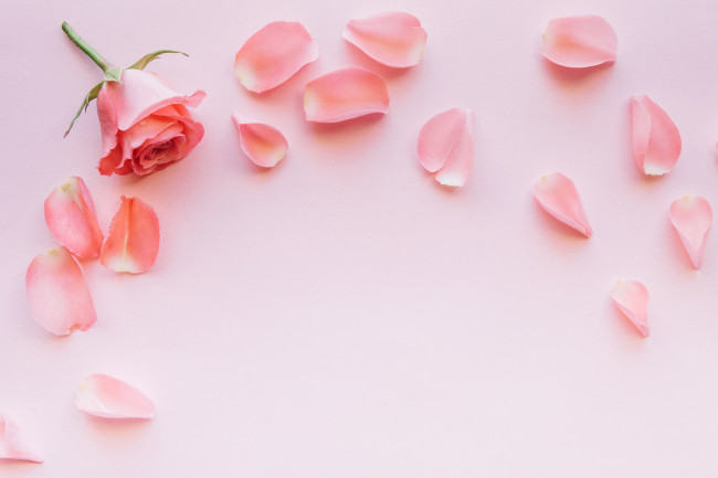 Обои картинки фото цветы, розы, розовый, лепестки
