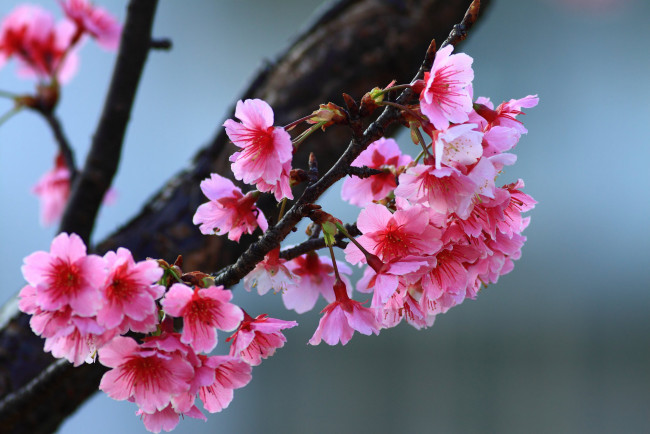 Обои картинки фото цветы, цветущие деревья ,  кустарники, цветущее, дерево, весна, веточки