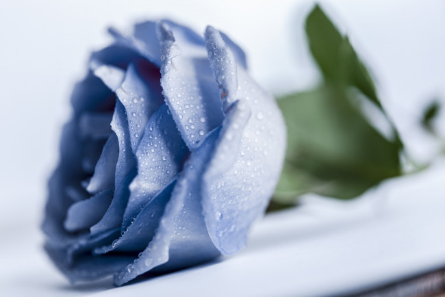 Обои картинки фото цветы, розы, макро, капли, голубая, роза