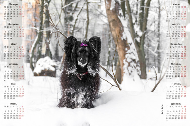 Обои картинки фото календари, животные, взгляд, снег, собака, черный, цвет