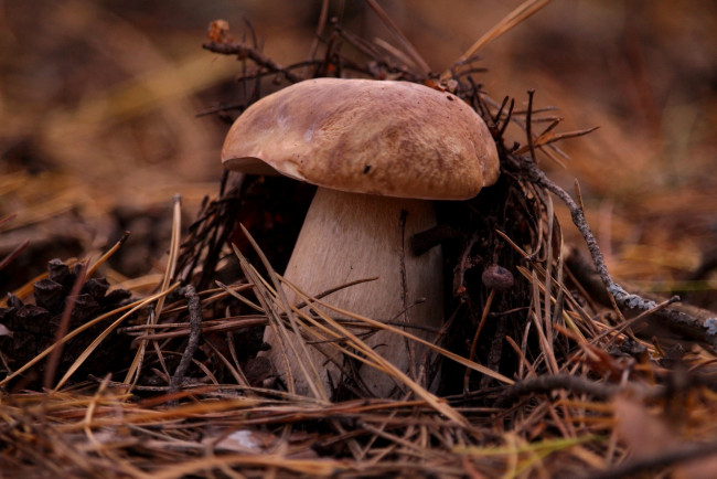 Обои картинки фото природа, грибы, гриб, лес, листья