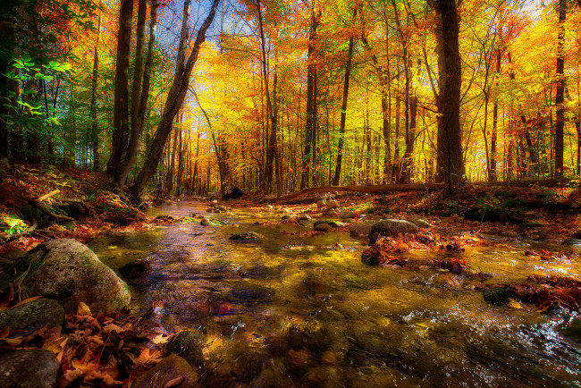 Обои картинки фото природа, реки, озера, поток, лес, река, красота, осень, деревья