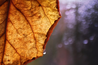Картинка природа макро фон лист осень