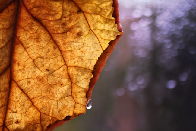 Обои картинки фото природа, макро, фон, лист, осень