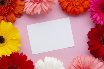 Картинка цветы герберы разноцветные белая бумага